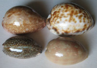 Cypraea 6)